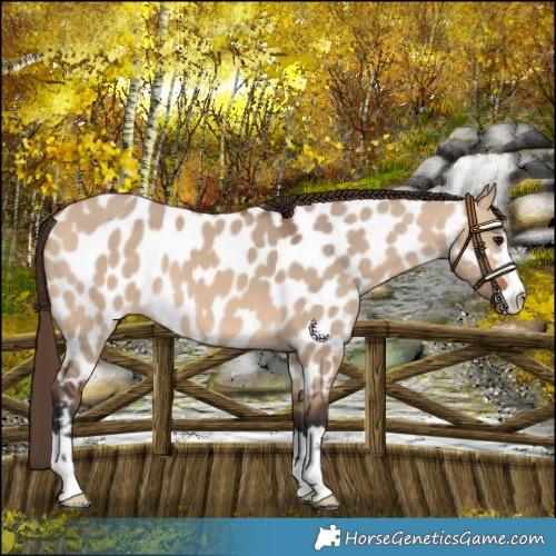 Horse Color:Bay Dun Near Leopard 