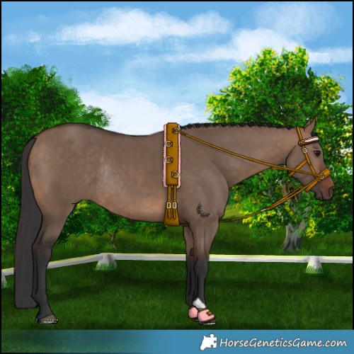 Horse Color:Brown Dun Rabicano