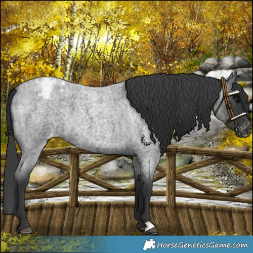 Horse Color:Blue Roan Varnish 