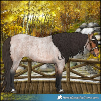 Horse Color:Bay Roan Appaloosa 
