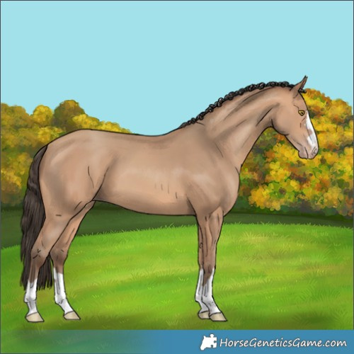 Horse Color:Amber Champagne 