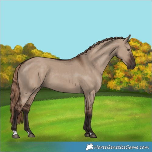Horse Color:Liver Red Dun