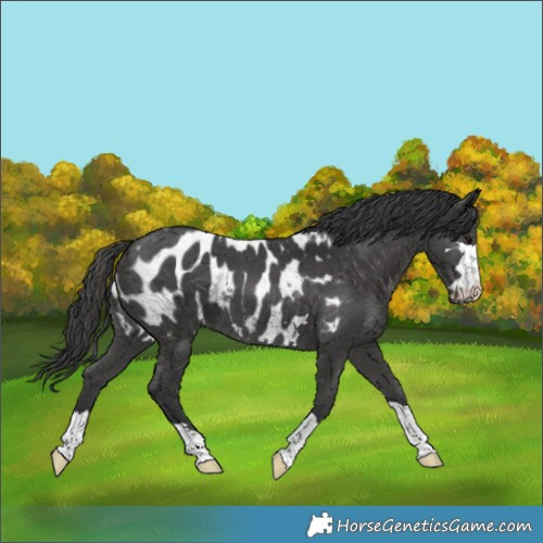 Horse Color:Black Appaloosa 