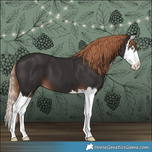 Horse Color:Liver Chestnut Splash 