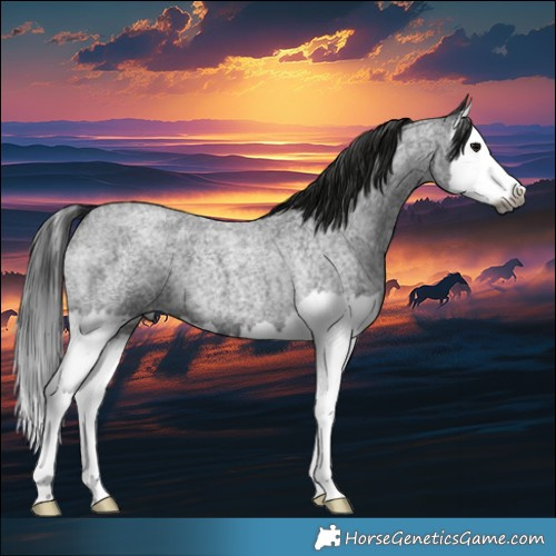 Horse Color:Gray Blue Roan Splash 