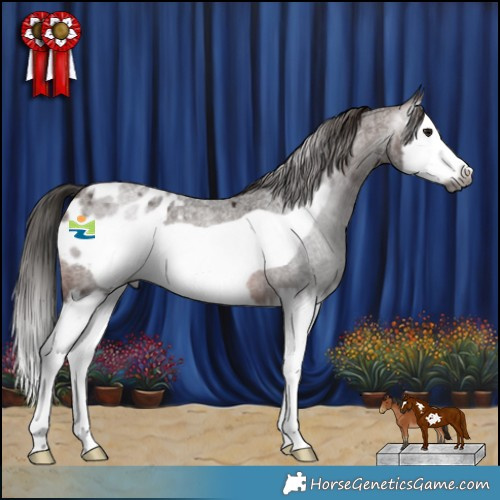 Horse Color:Gray Bay Roan Splash Frame Appaloosa 