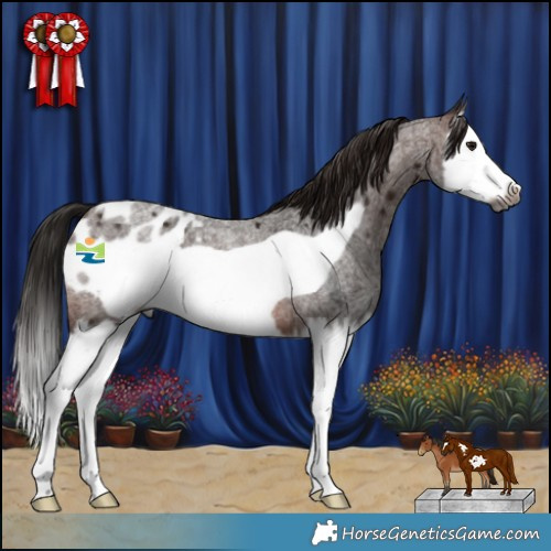 Horse Color:Gray Bay Roan Splash Frame Appaloosa 