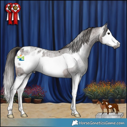 Horse Color:Gray Bay Roan Splash Frame Appaloosa 