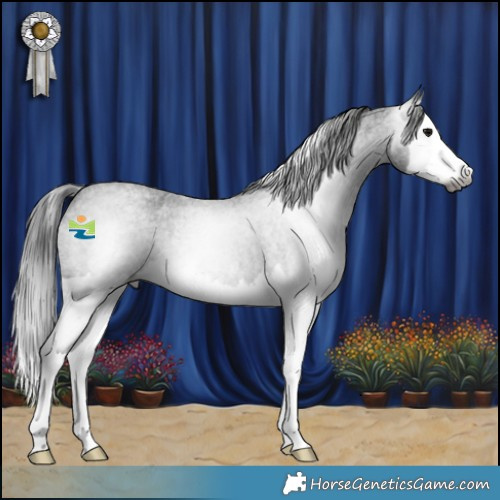 Horse Color:Gray Blue Roan Splash 