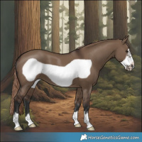 Horse Color:Liver Red Dun Frame 