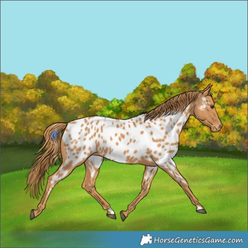 Horse Color:Chestnut Appaloosa 
