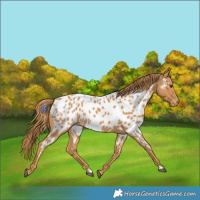 Horse Color:Chestnut Appaloosa 