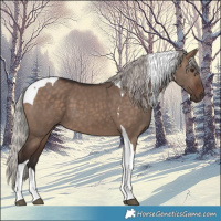 Horse Color:Silver Brown Dun Tobiano 