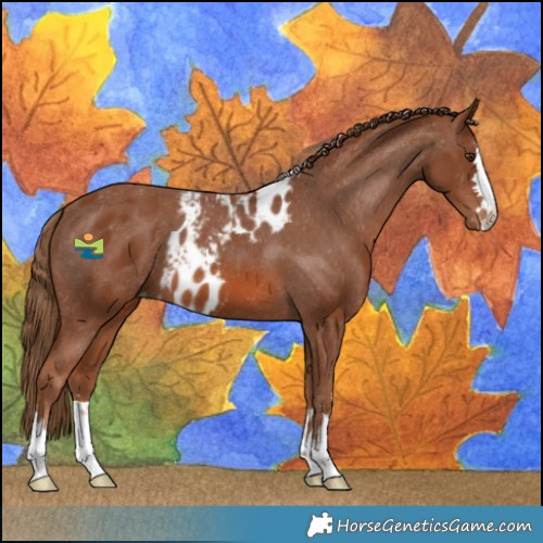 Horse Color:Chestnut Skewed LP Spotted 