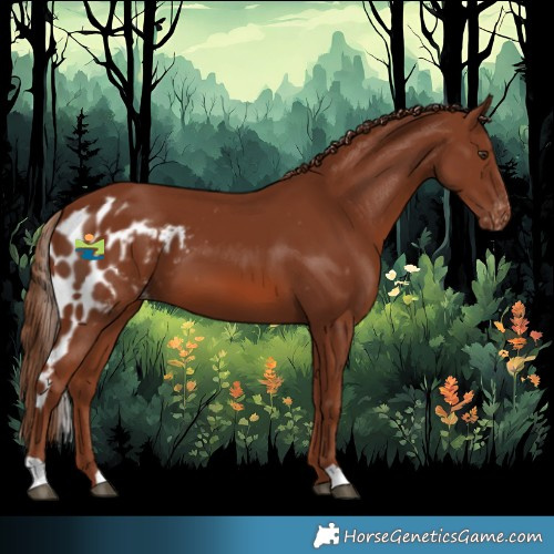 Horse Color:Chestnut Skewed Appaloosa 