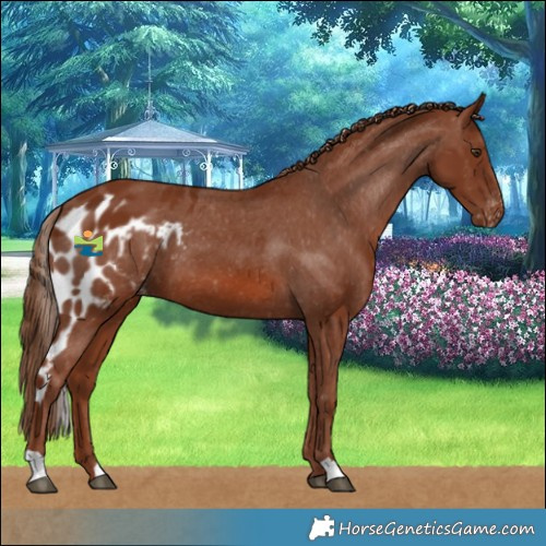 Horse Color:Chestnut Skewed LP Spotted 