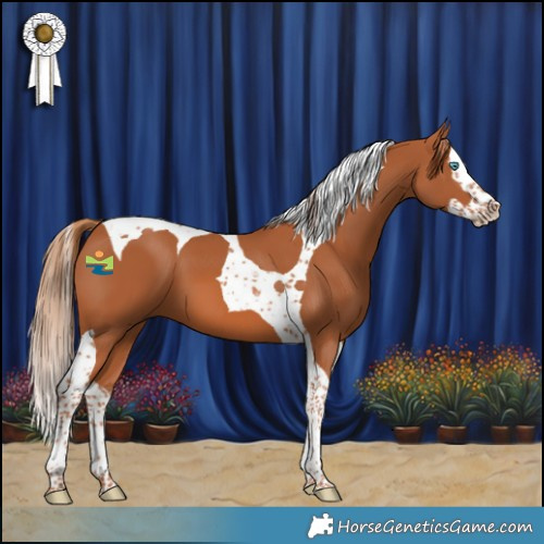 Horse Color:Chestnut Splash Tobiano 