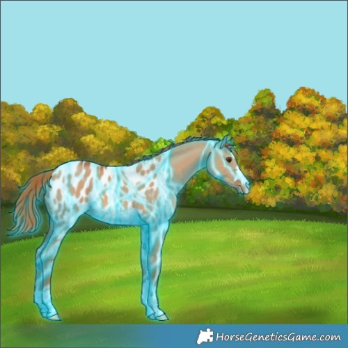 Horse Color:Thunderstruck Red Dun Appaloosa