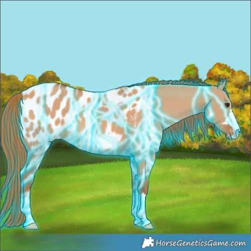 Horse Color:Thunderstruck Red Dun Appaloosa 