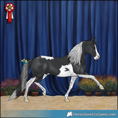 Horse Color:Black Splash Tobiano 