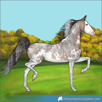 Horse Color:White Spotted Brown Roan Splash 