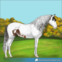 Horse Color:White Spotted Bay Splash Tobiano
