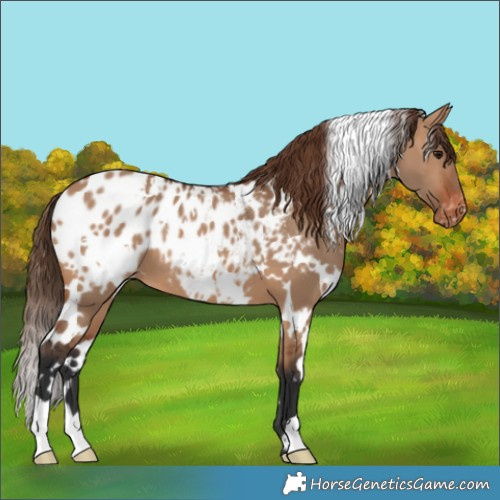 Horse Color:White Spotted Bay Dun Appaloosa