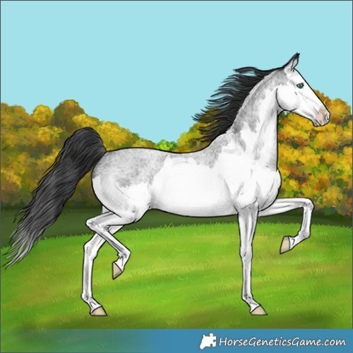 Horse Color:Blue Roan Splash Rabicano 