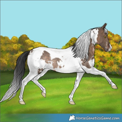 Horse Color:White Spotted Brown Dun Tobiano Rabicano 