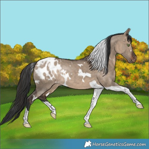 Horse Color:White Spotted Bay Dun Tobiano Appaloosa Rabicano 