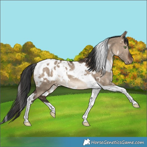 Horse Color:White Spotted Brown Dun Tobiano Blanket Rabicano 