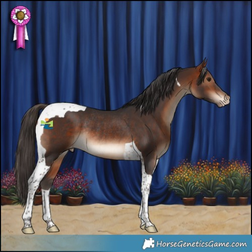Horse Color:Bay Tobiano Appaloosa Rabicano 