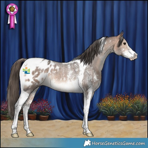 Horse Color:Bay Sabino Tobiano Appaloosa Rabicano 