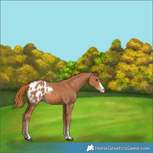 Horse Color:Chestnut Appaloosa