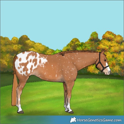 Horse Color:Chestnut Appaloosa 