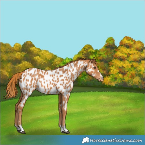Horse Color:Chestnut Near Leopard 