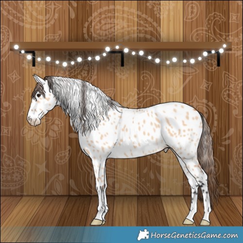 Horse Color:Bay Dun Near Leopard 