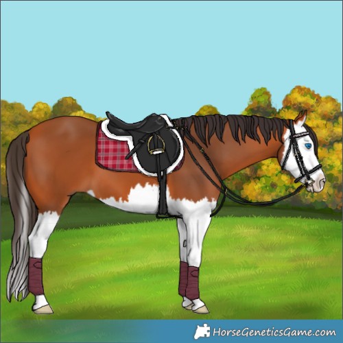 Horse Color:Bay Splash 