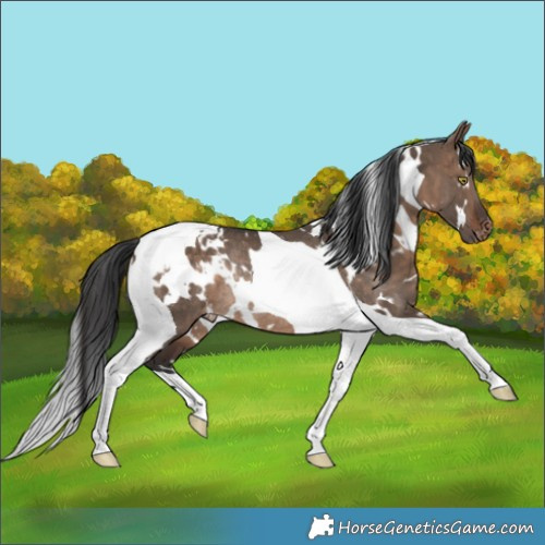 Horse Color:White Spotted Bay Dun Tobiano Blanket Rabicano 
