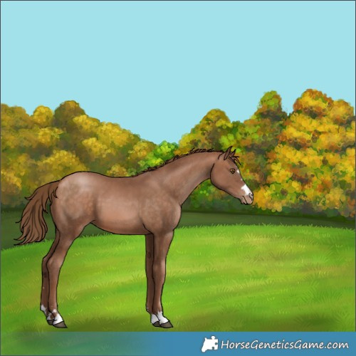 Horse Color:Brown Pearl