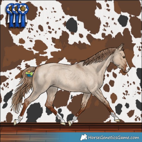 Horse Color:Red Dun Roan Rabicano 