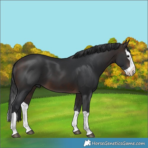Horse Color:Brown Splash