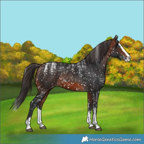 Horse Color:Powder White Bay Splash Appaloosa
