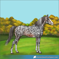 Horse Color:Powder White Bay Splash Appaloosa 