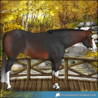 Horse Color:Bay Splash 