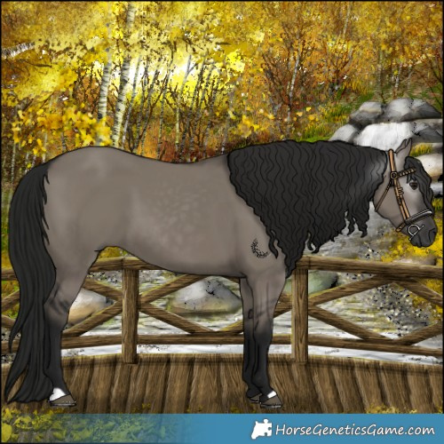 Horse Color:Gray Grullo 
