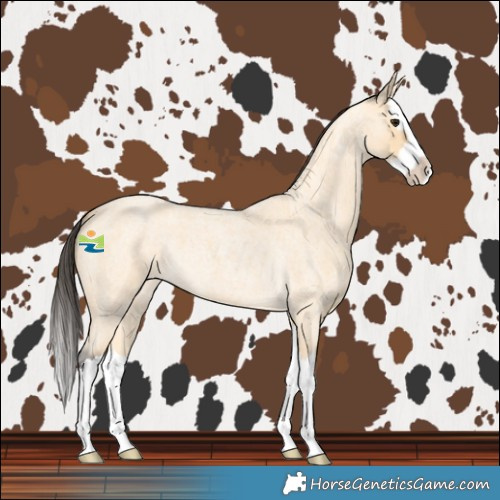 Horse Color:Buckskin Roan Splash 