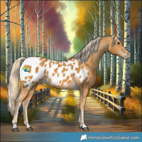 Horse Color:Palomino Appaloosa 