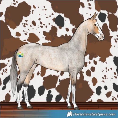 Horse Color:Buckskin Roan Splash 