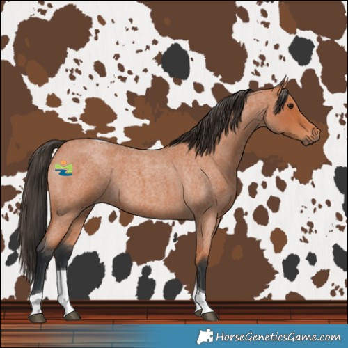 Horse Color:Bay Roan Tobiano 